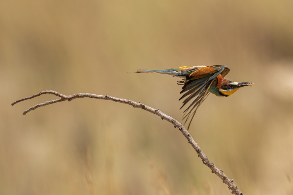 Bee eater von NOAM FRISCHOFF