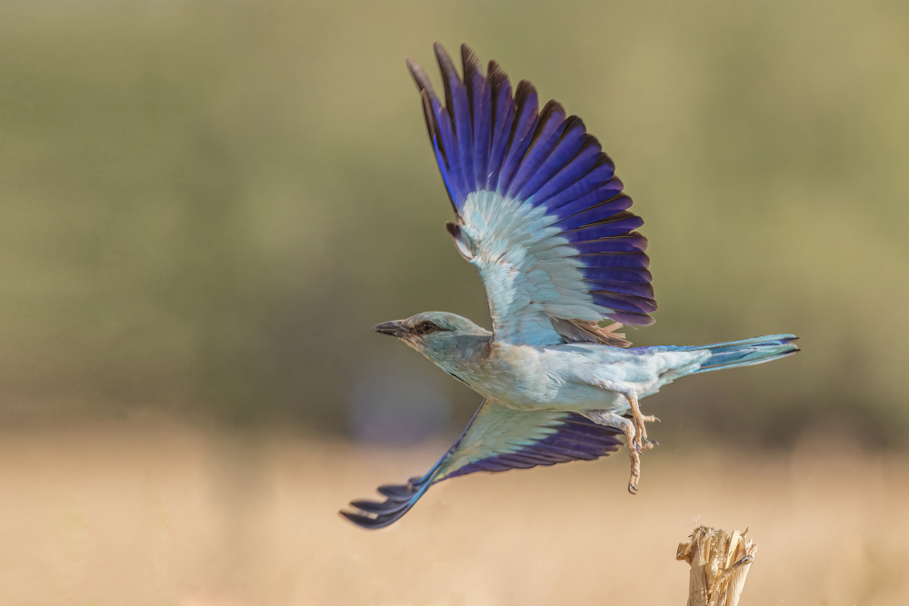 European roller von NOAM FRISCHOFF