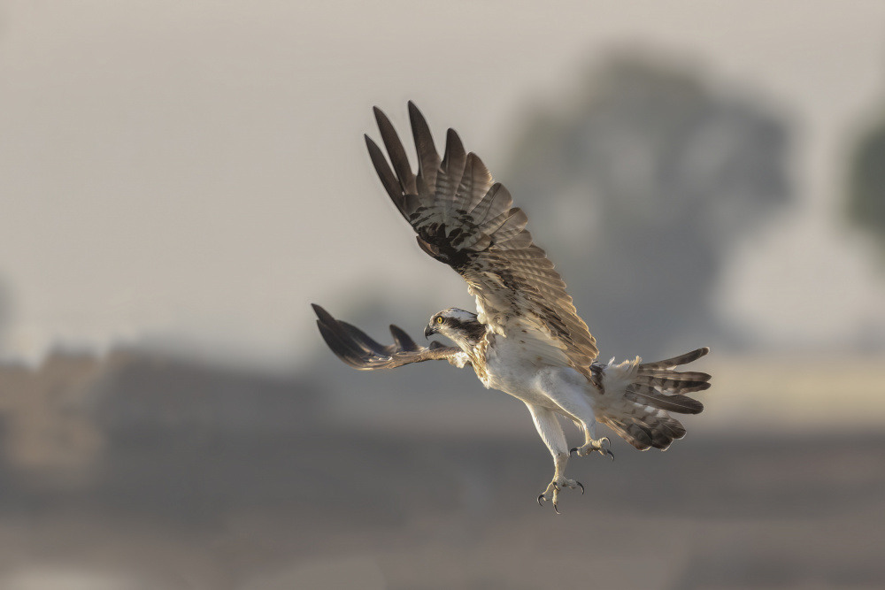 Osprey von NOAM FRISCHOFF