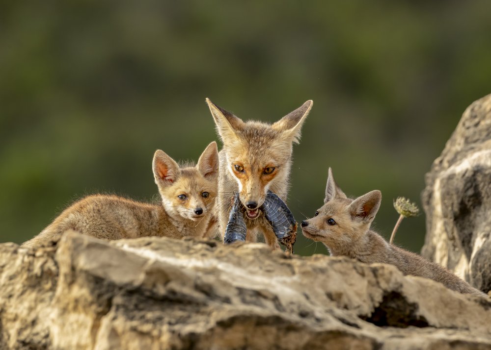 Fox time von NOAM FRISCHOFF