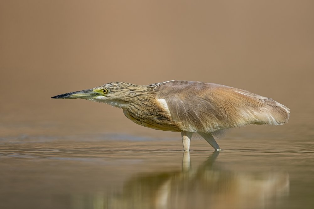 Squacco heron von NOAM FRISCHOFF