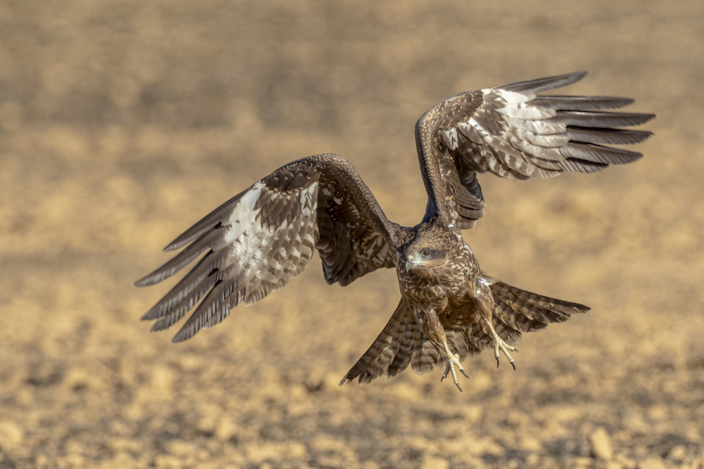 Black kite von NOAM FRISCHOFF