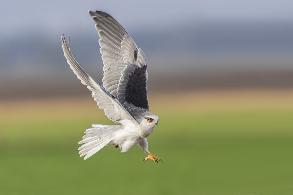 Black wingged kite von NOAM FRISCHOFF