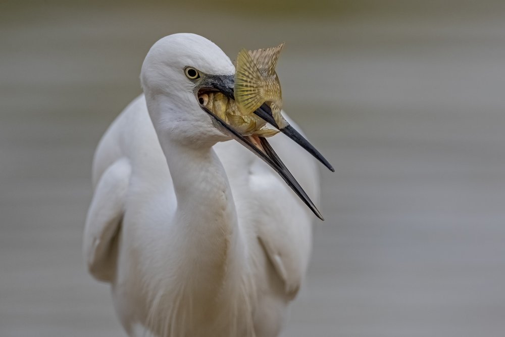 Little egret von NOAM FRISCHOFF