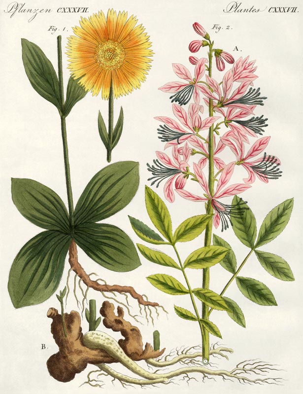 Arnica and glas plant / Bertuch 1813 von 