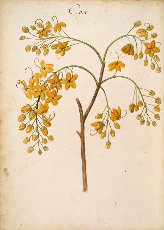 Cassia / Ch.Plumier von 