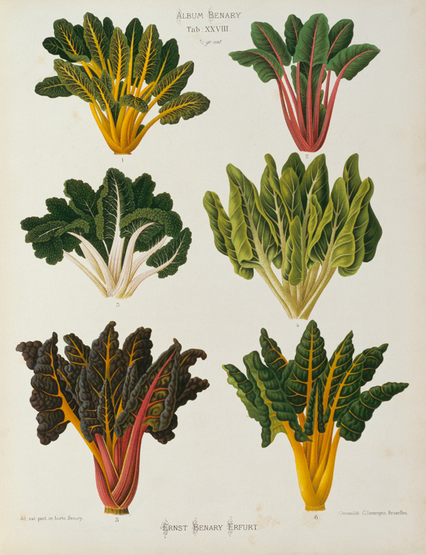 Chard, Album Benary / Colour lithograph von 