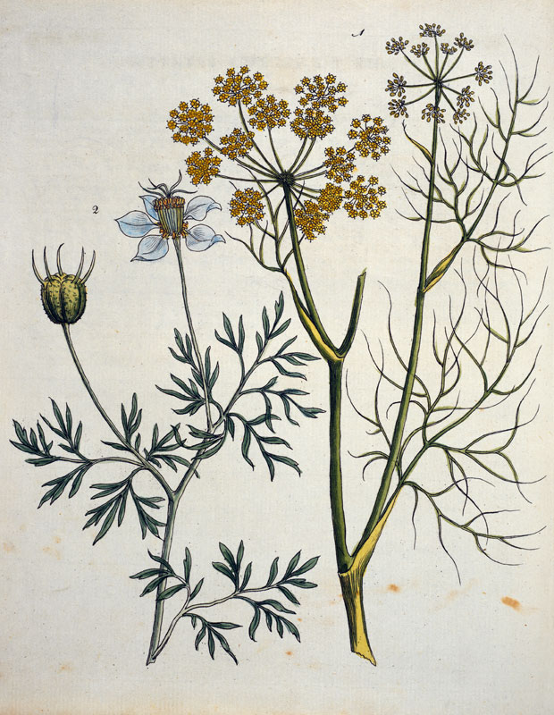 Fennel and Caraway / Bertuch 1796 von 