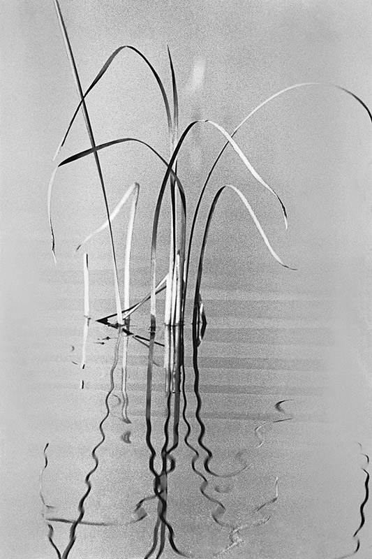 Grass in water (b/w photo)  von 