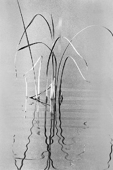 Grass in water (b/w photo) 