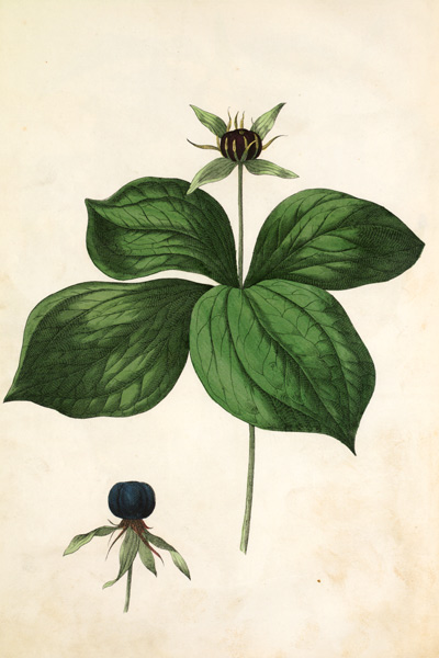 Herb-paris / Lithograph by Hochstetter von 