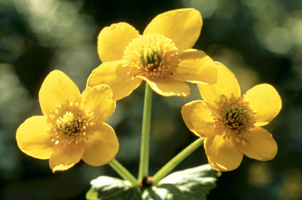 Himalayan Marsh Marigold (Caltha palustris Linn Var himalensis) (photo)  von 