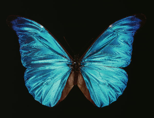 Morpho rhetenor. von 