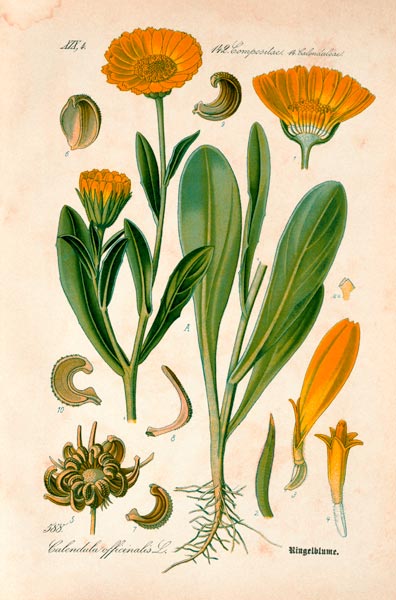 Marigold / from: THome s Flora von ... von 