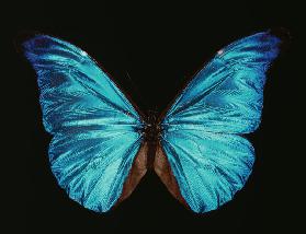 Morpho rhetenor.