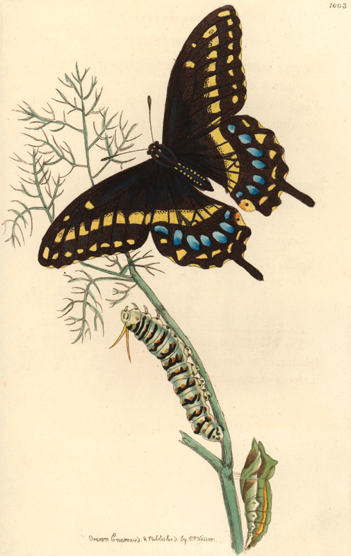 Spicebush swallowtail, Papilio troilus.  von 