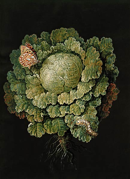 Savoy cabbage / Cabbage head & butterfly von 