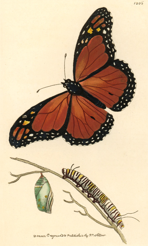 Viceroy butterfly, Limenitis archippus. von 