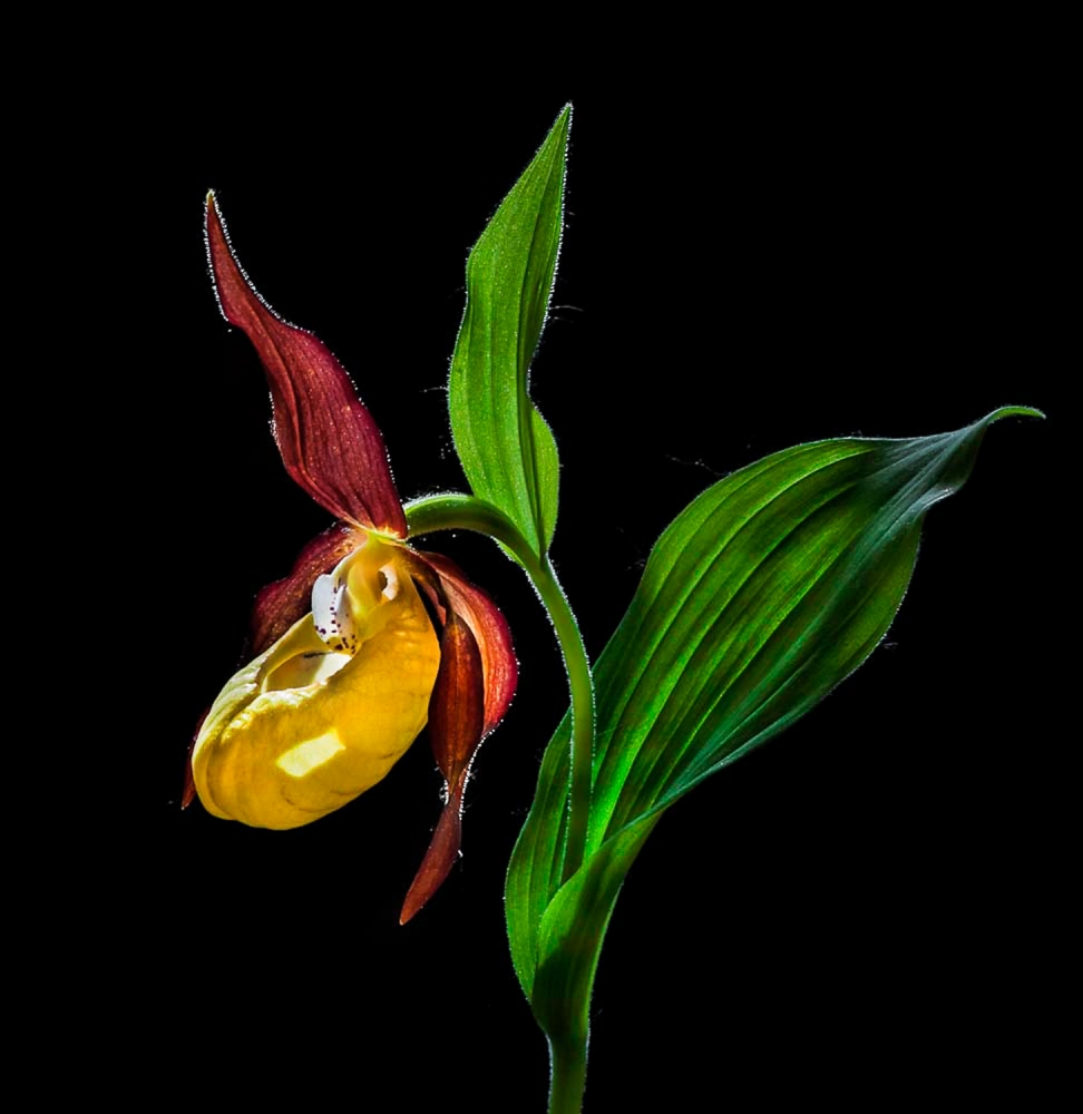 Macro Close-Up Photograph of The Ladys Slipper Orchid  (‘Venus Shoes’) Flower In the Wild © N von Nora De Angelli