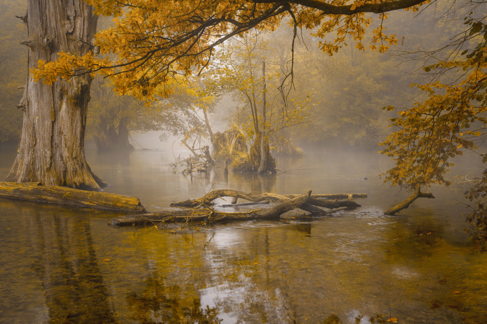 Alone in the swamp von Norbert Maier