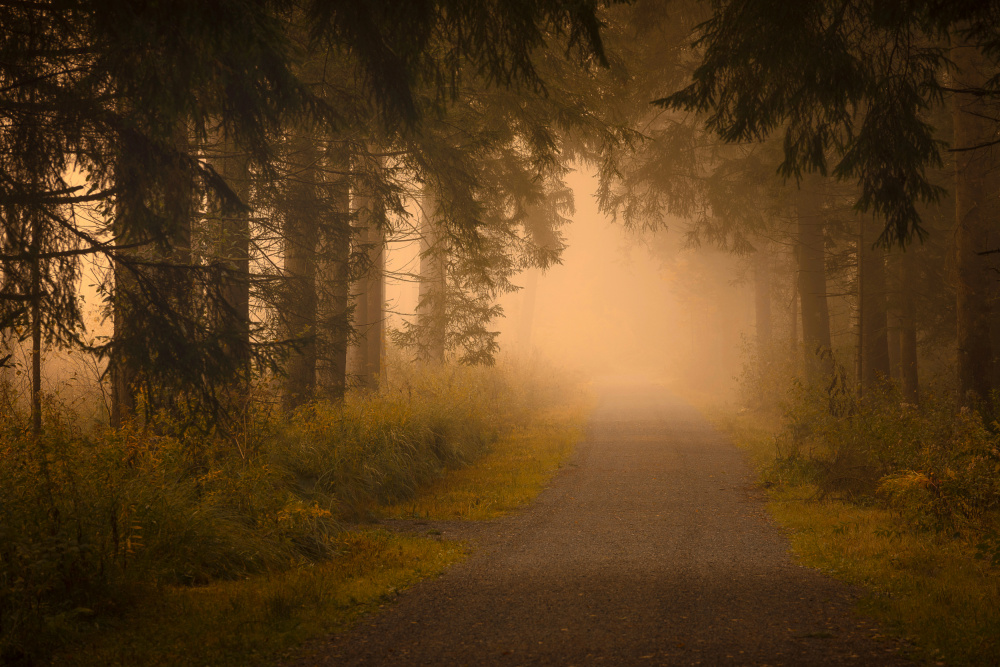 On the way into the fog von Norbert Maier