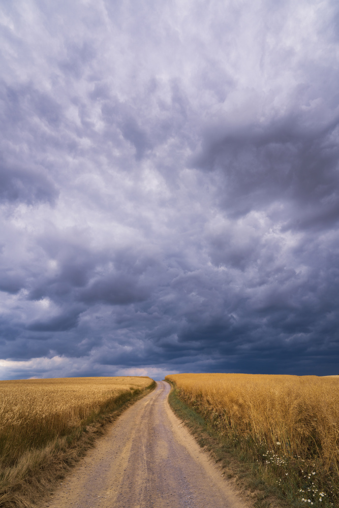 Towards the storm von Norbert Maier