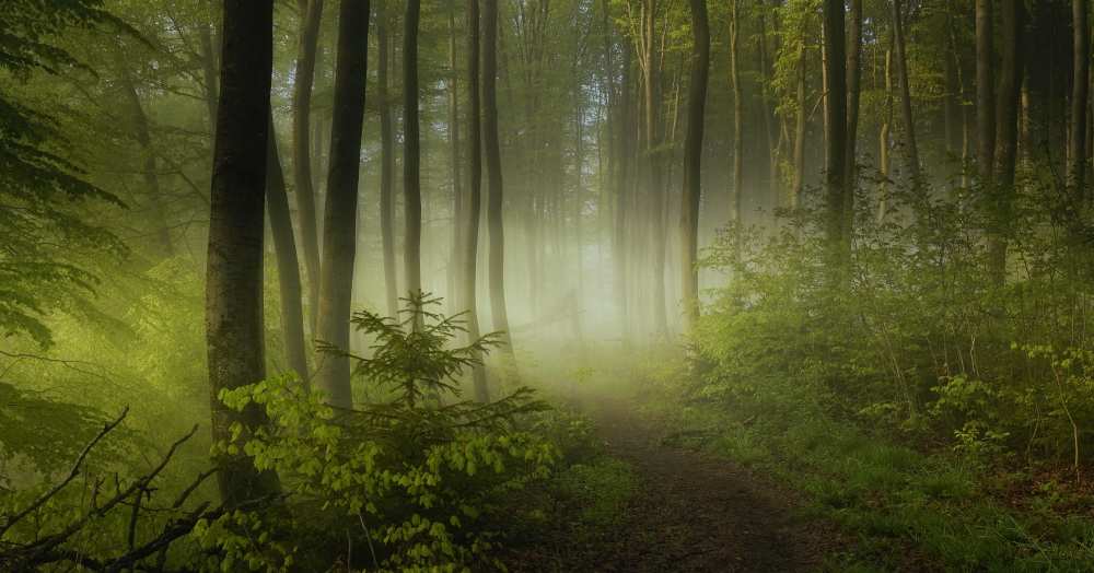 Early Fall von Norbert Maier