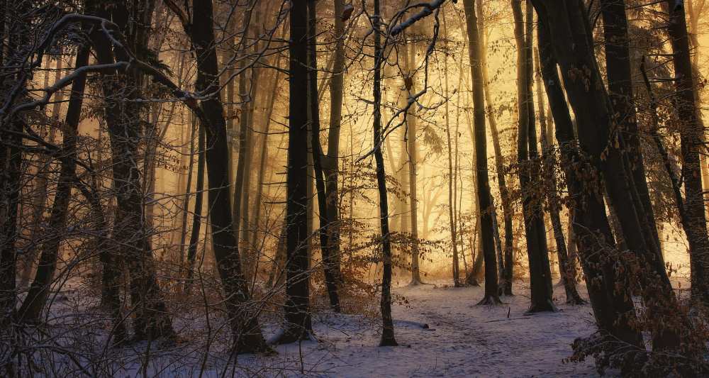 first snow von Norbert Maier