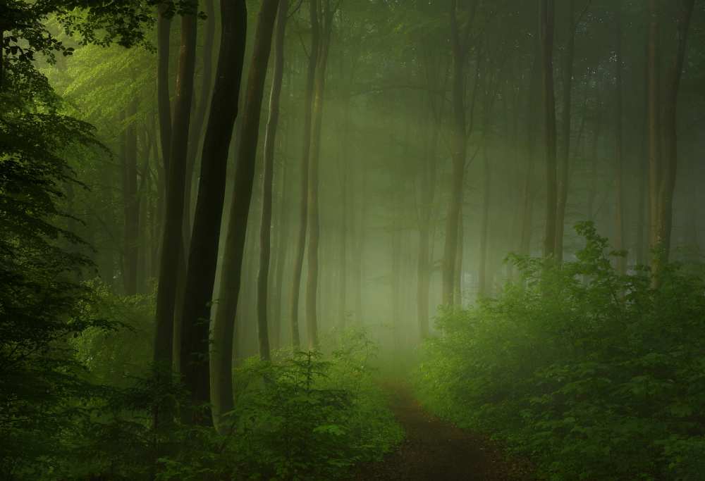 forest morning von Norbert Maier