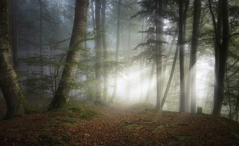 Early Fall von Norbert Maier