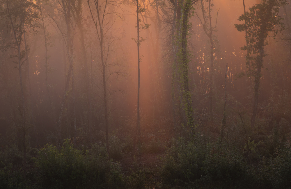 Glowing morning forest von Norbert Maier