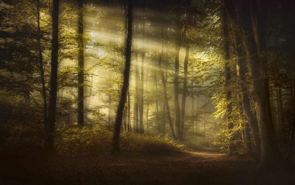 Autumnal Morning von Norbert Maier