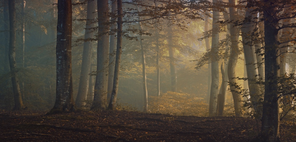 autumn days von Norbert Maier