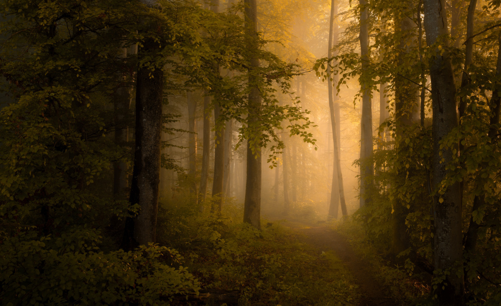 Autumn Forest von Norbert Maier