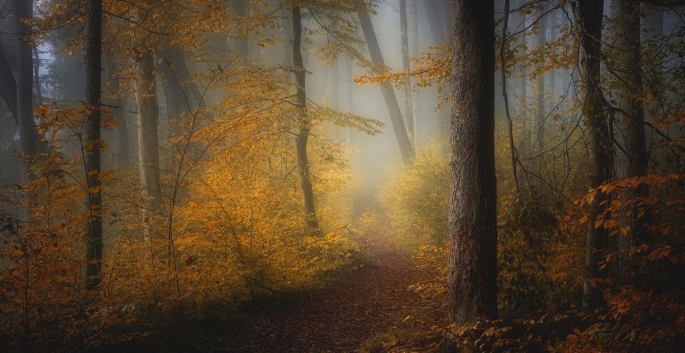 In Autumn von Norbert Maier