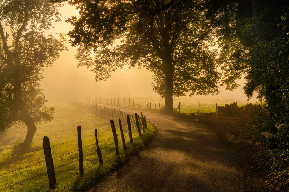 Morning walk von Norbert Maier