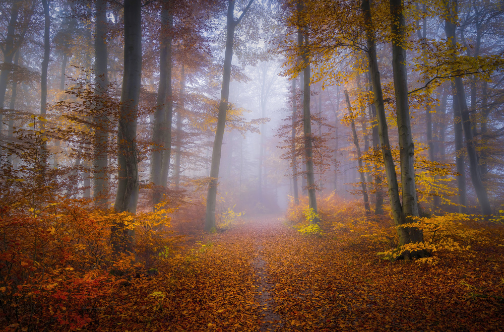 October Trail von Norbert Maier