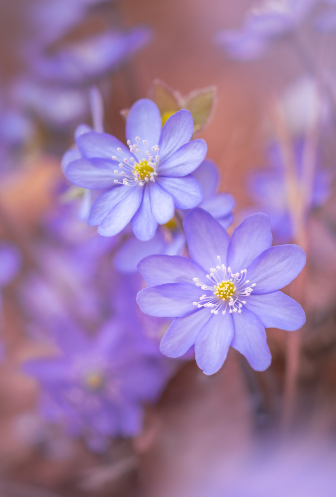 Longing for spring von Norbert Maier