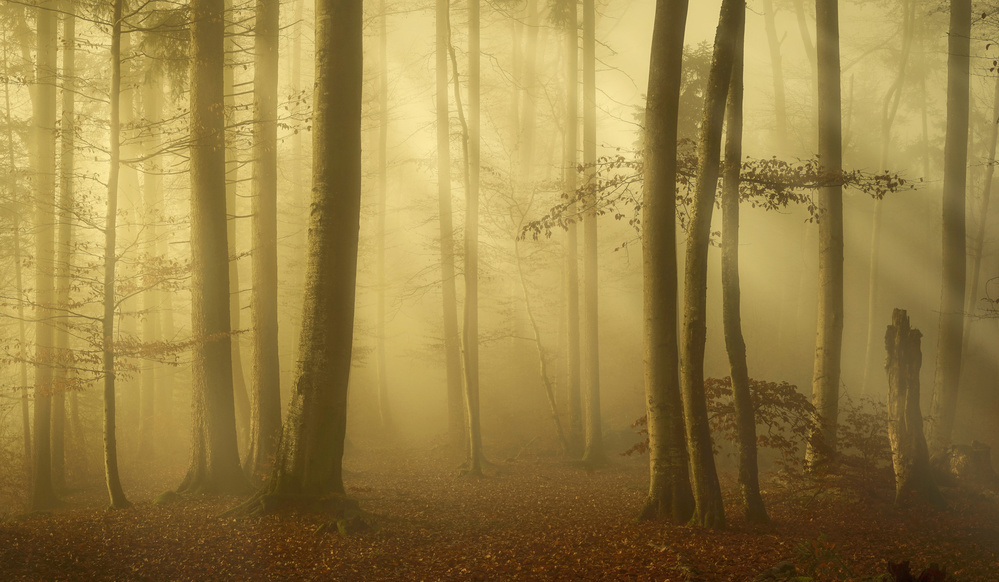 Sunlit autumn morning von Norbert Maier