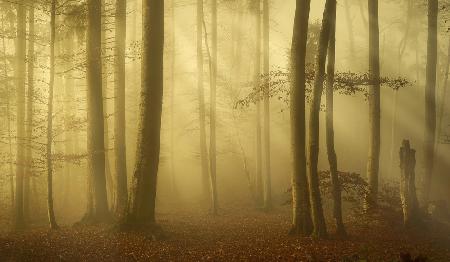 Sunlit autumn morning