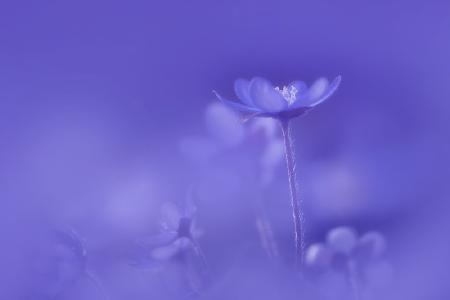 Delicate spring flowers