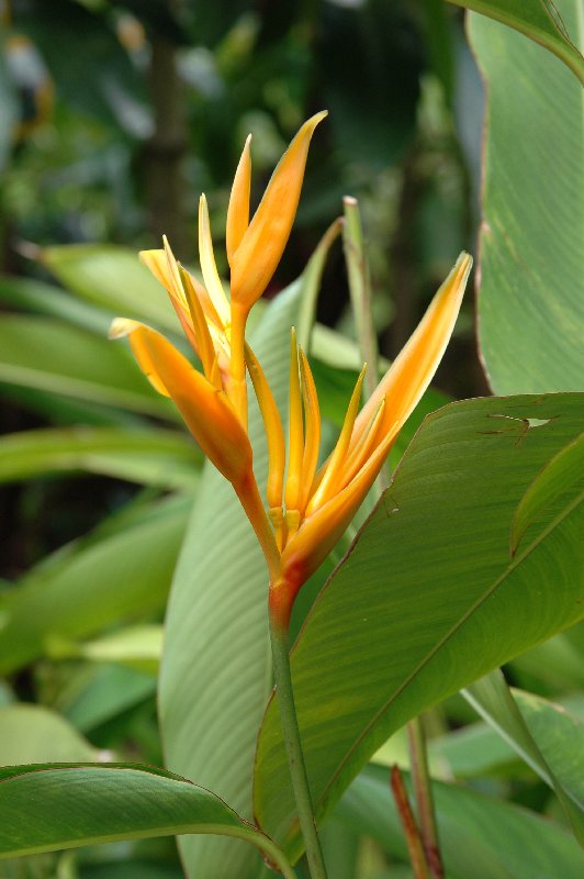 Heliconia subulata von Norman Chan