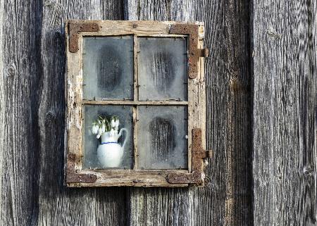 Spring flowers in the window