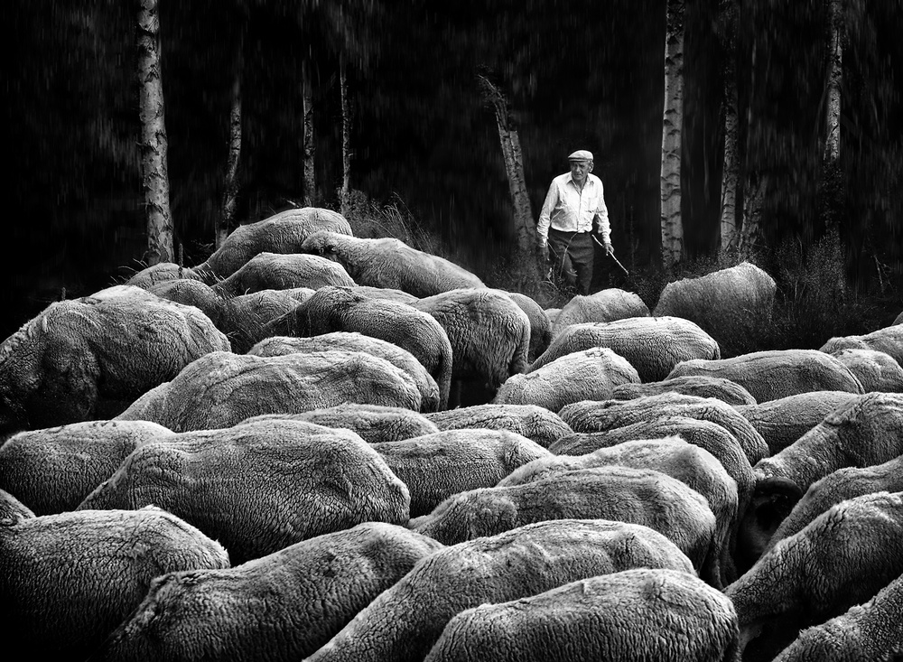 The shepherd von Novica Stankovic