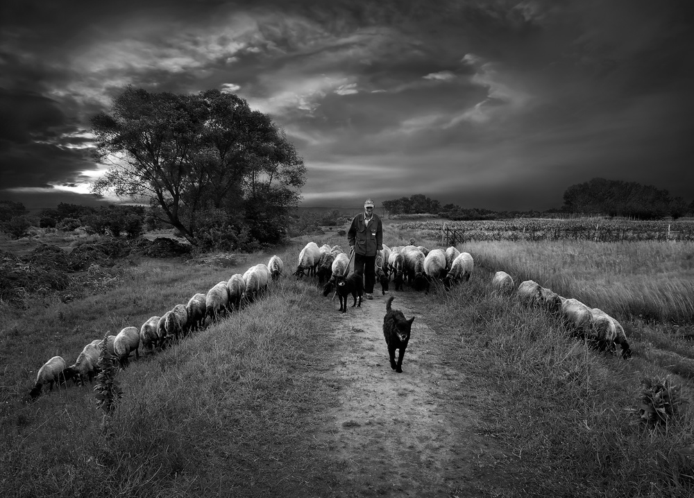 The shepherd von Novica Stankovic