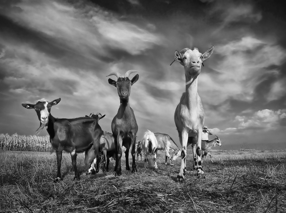 The goats von Novica Stankovic