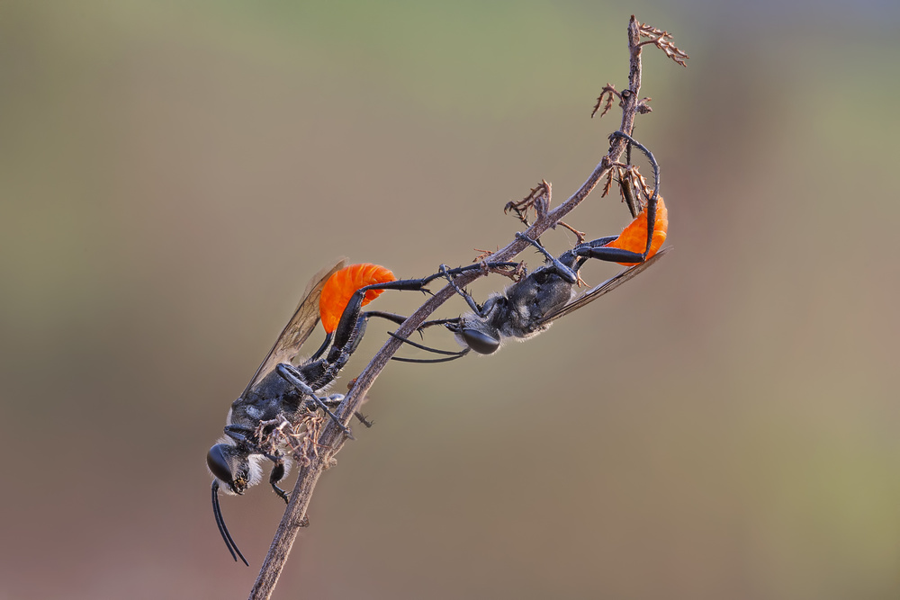 Two Orange von Nunu Rizani