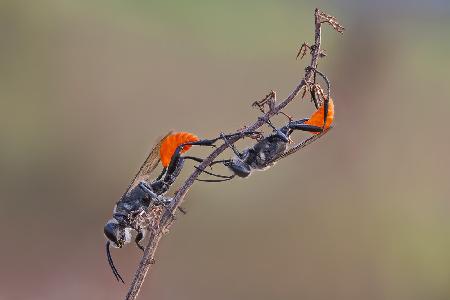 Two Orange