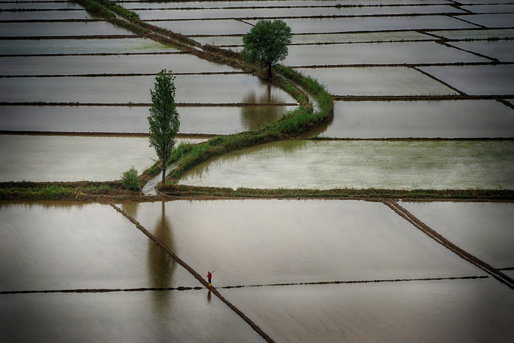 Ricefields von Nuriye Demir