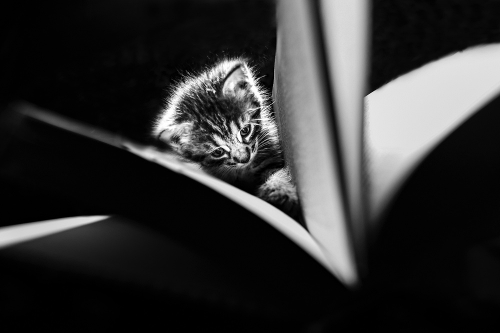 Young reader von Oana Vasileniuc